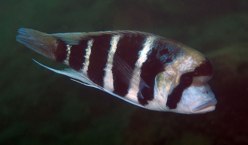 Cyphotilapia frontosa 'Halembe'